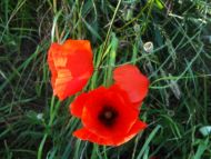 image9.jpeg