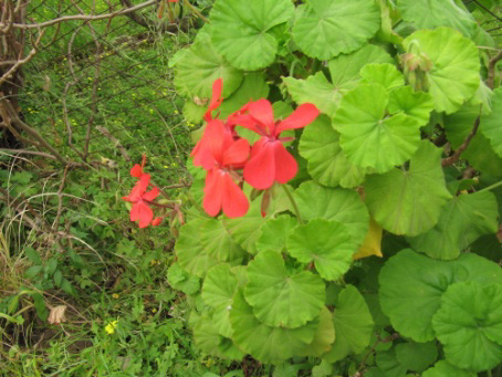 image49