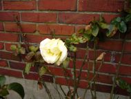 20070225-103.jpg
